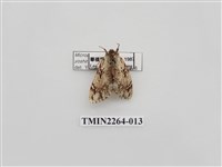 藏品(灰小掌舟蛾)的圖片